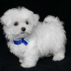 Image pour l'annonce Recherche pomerian ou bichon a don