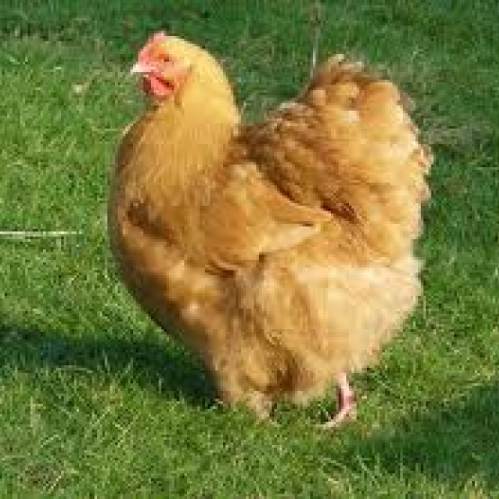Image pour l'annonce couple de poule orpigtone fauve