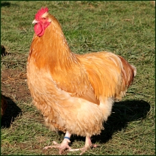 Image pour l'annonce couple de poule orpigtone fauve