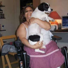 Image pour l'annonce don chiot épagneul papillon petite taille