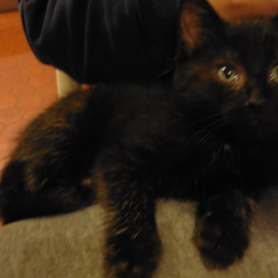 Image pour l'annonce donne chaton noir 3 mois