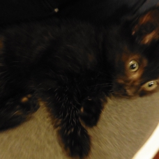Image pour l'annonce donne chaton noir 3 mois