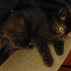 Image pour l'annonce donne chaton noir 3 mois