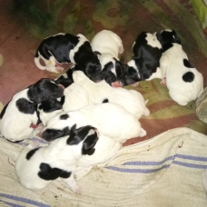 Image pour l'annonce OK  à donner chiots setter