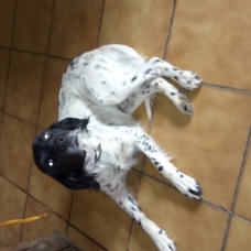 Image pour l'annonce OK  à donner chiots setter