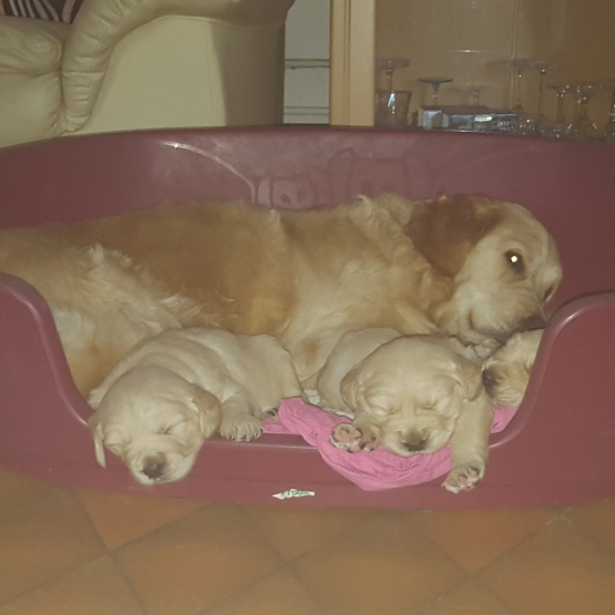 Image pour l'annonce vend chiot golden retriever