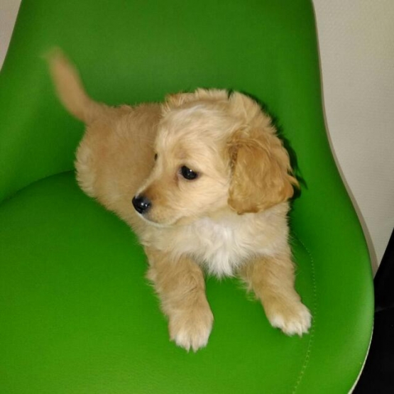 Image pour l'annonce Donne chiot croisé