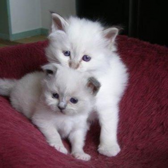 Image pour l'annonce Disponible chatons Sacré de Birmanie