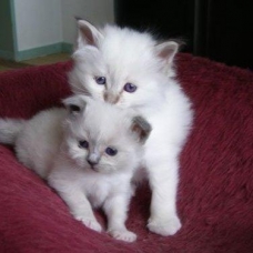 Image pour l'annonce Disponible chatons Sacré de Birmanie