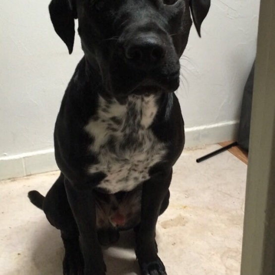 Image pour l'annonce Donne AmStaff croisé