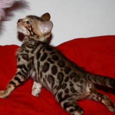 Image pour l'annonce Chaton male bengal rosette LOOF+Livraison+x10 fois