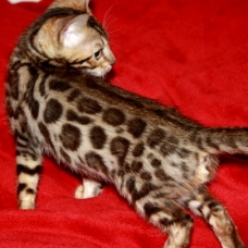 Image pour l'annonce Chaton male bengal rosette LOOF+Livraison+x10 fois