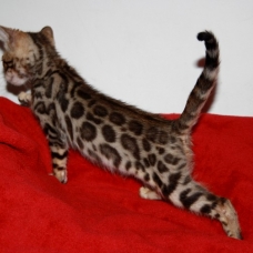 Image pour l'annonce Chaton male bengal rosette LOOF+Livraison+x10 fois