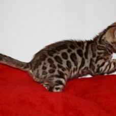 Image pour l'annonce Chaton male bengal rosette LOOF+Livraison+x10 fois