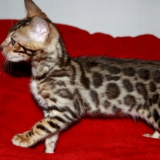 Image pour l'annonce Chaton male bengal rosette LOOF+Livraison+x10 fois