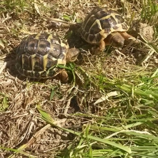 Image pour l'annonce Tortue hermann