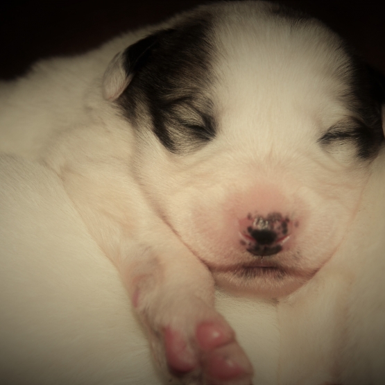 Image pour l'annonce CHIOTS PATOU recherche ADOPTANT