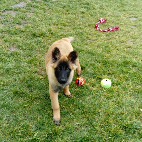 Image pour l'annonce Vend Chiot Berger belge tervueren