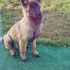 Image pour l'annonce Vend Chiot Berger belge tervueren