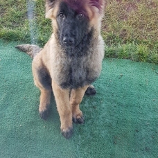 Image pour l'annonce Vend Chiot Berger belge tervueren