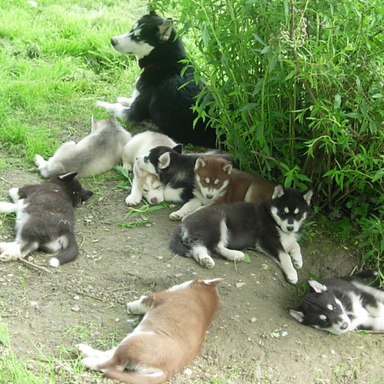 Image pour l'annonce chiots Husky sibérien LOF