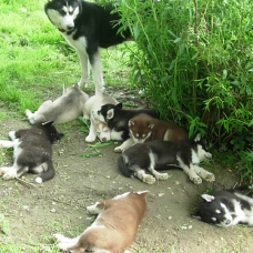 Image pour l'annonce chiots Husky sibérien LOF