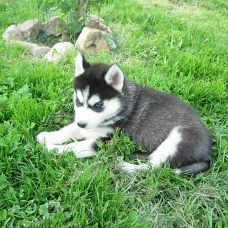 Image pour l'annonce chiots Husky sibérien LOF