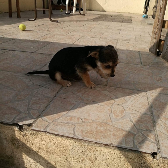 Image pour l'annonce Donne chiot