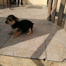 Image pour l'annonce Donne chiot