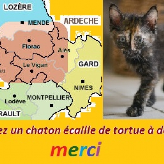 Image pour l'annonce Cherche à adopter chaton