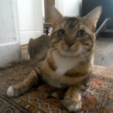 Image pour l'annonce Donne un jeune chat mâle tigré