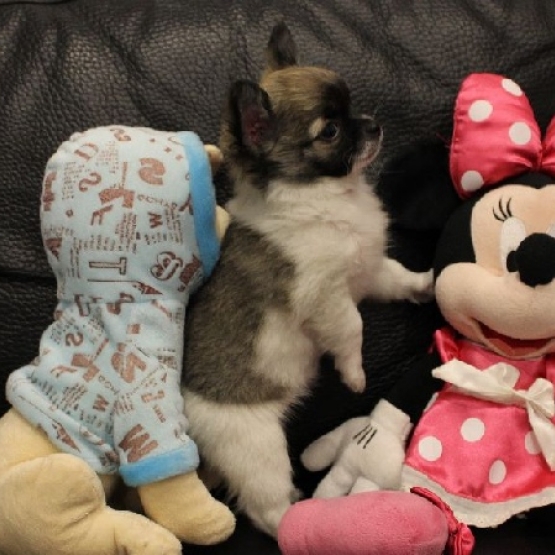 Image pour l'annonce Chiot type chihuahua femelle non lof a Donner