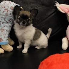 Image pour l'annonce Chiot type chihuahua femelle non lof a Donner