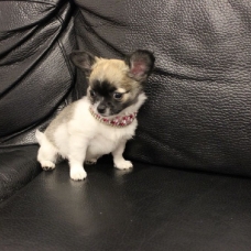 Image pour l'annonce Chiot type chihuahua femelle non lof a Donner