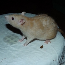 Image pour l'annonce Elevage familiale de rats domestiques pour compagnie