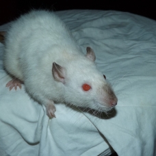 Image pour l'annonce Elevage familiale de rats domestiques pour compagnie