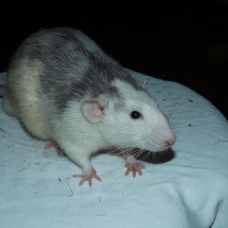 Image pour l'annonce Elevage familiale de rats domestiques pour compagnie