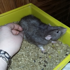 Image pour l'annonce Elevage familiale de rats domestiques pour compagnie