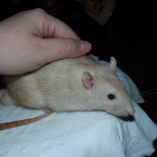 Image pour l'annonce Elevage familiale de rats domestiques pour compagnie