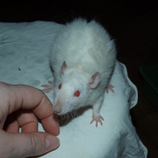 Image pour l'annonce Elevage familiale de rats domestiques pour compagnie