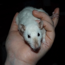 Image pour l'annonce Elevage familiale de rats domestiques pour compagnie