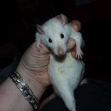 Image pour l'annonce Elevage familiale de rats domestiques pour compagnie