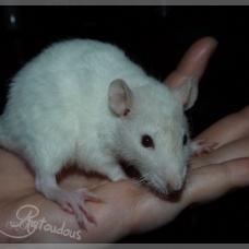 Image pour l'annonce Elevage familiale de rats domestiques pour compagnie