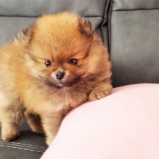 Image pour l'annonce Magnifiques bébés spitzs à vendre avec pédigréé