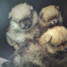 Image pour l'annonce Magnifiques bébés spitzs à vendre avec pédigréé