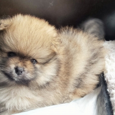 Image pour l'annonce Magnifiques bébés spitzs à vendre avec pédigréé