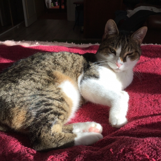 Image pour l'annonce Donne chat tigré pour cause d allergie