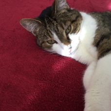 Image pour l'annonce Donne chat tigré pour cause d allergie