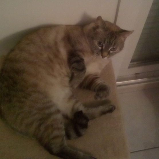 Image pour l'annonce Donne chatte contre bon soin
