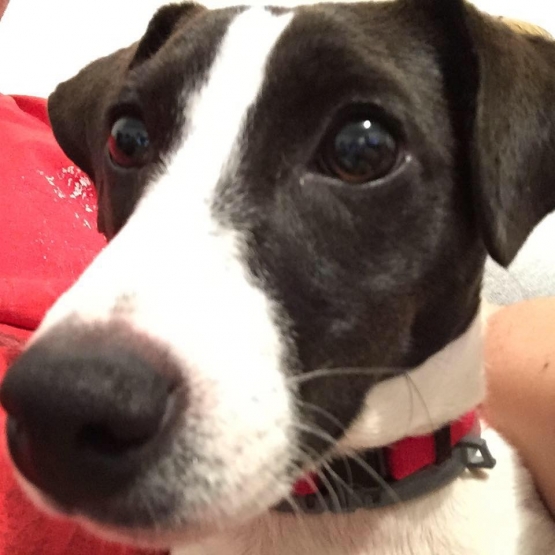 Image pour l'annonce Donne jack russell